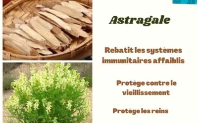ASTRAGALE : PROTÉGER LES REINS ET LE SYSTÈME IMMUNITAIRE
